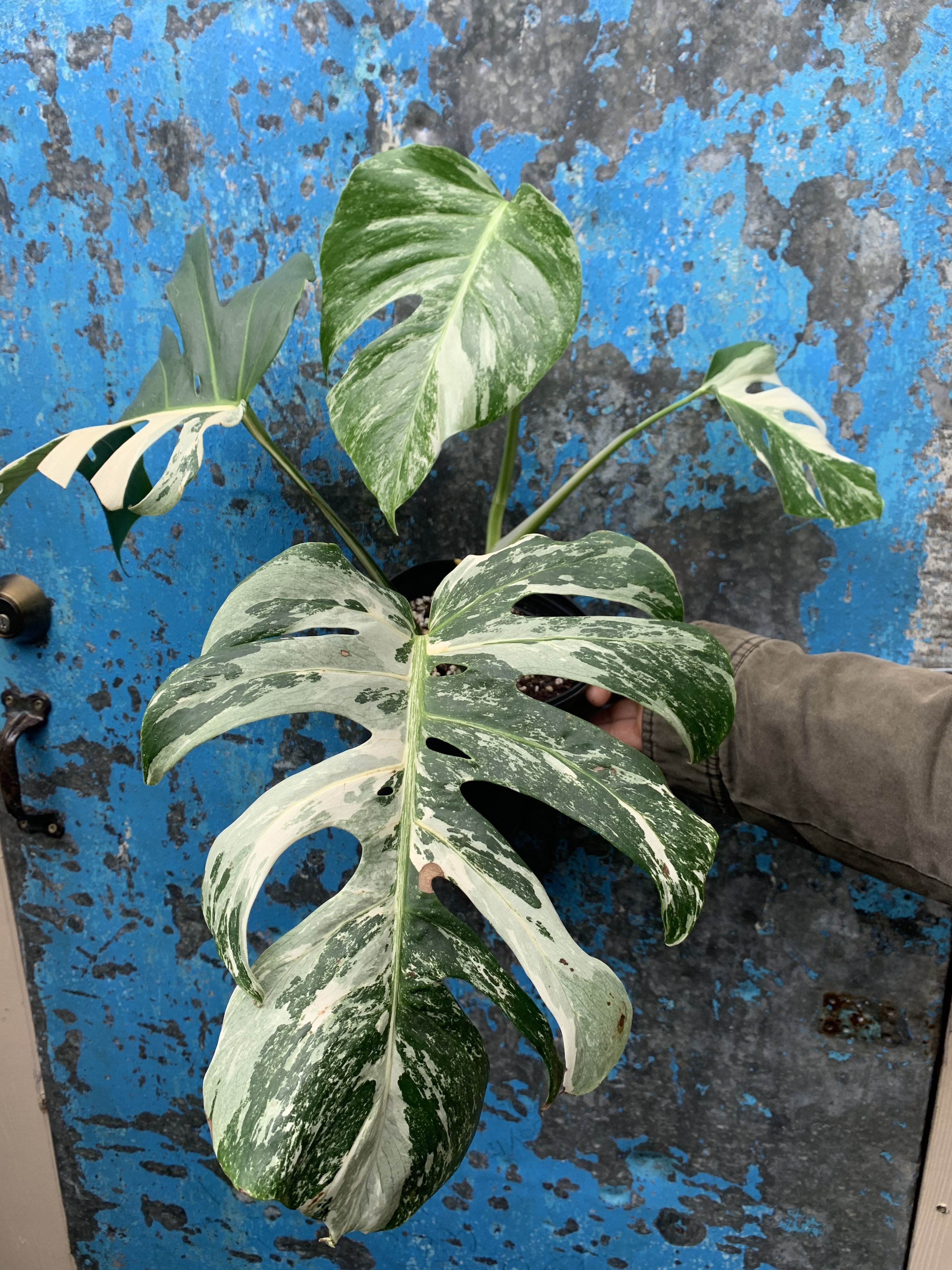 This image has an empty alt attribute; its file name is img_2971-1.jpg